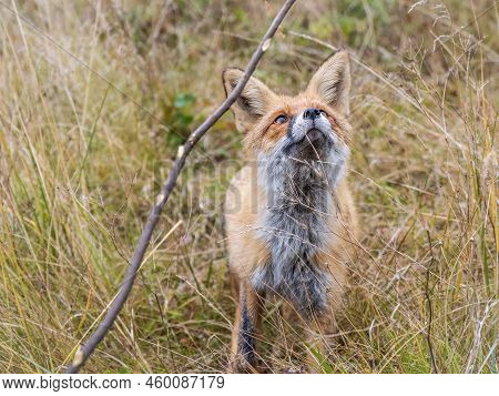 Close Up Of The Muzzle Of The Red Fox Vulpes Vulpes In The Autumn Forest.