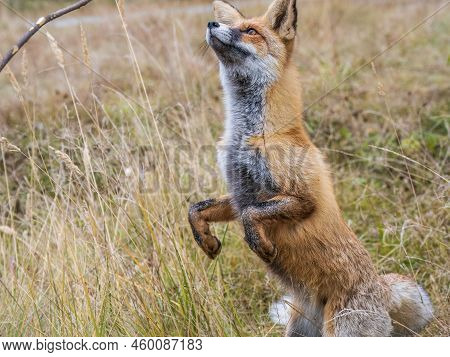 Close Up Of The Muzzle Of The Red Fox Vulpes Vulpes In The Autumn Forest.