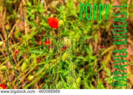 Blooming Poppy,papaver Rhoeas L. Also Called Poppy Or Corn Rose, It Is A Species Of Plant From The P