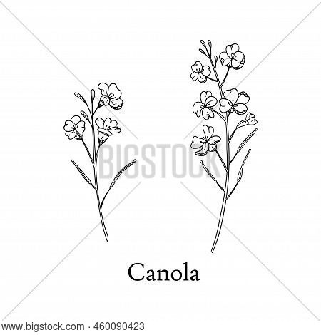 Canola Hand Drawn Vector Illustration Isolated On White Background. Canola Or Rape Oilseed Herb In B