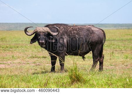 African Buffalo Of Cape Buffalo (syncerus Caffer) In The Masai Mara National Park, Kenya
