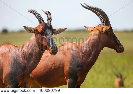 Antelopes Topi Or Sassaby (damaliscus Lunatus Jimela) In The Masai Mara National Park, Kenya