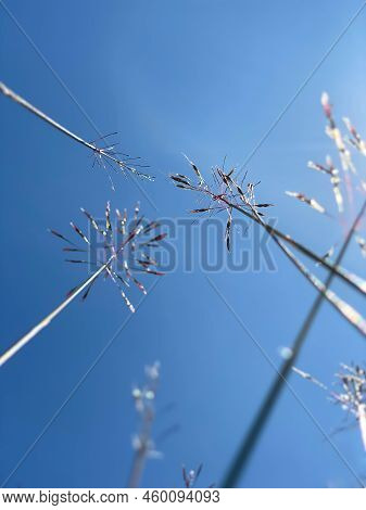 Wild Grass Also Known As Chrysopogon Flower With Sky Background.