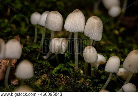 Trooping Crumble Cap Or Fairy Inkcap (coprinellus Disseminatus) Sprouting From The Base Of A Tulip T
