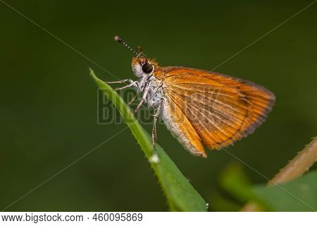 Close Up Of A Least Skipper (ancyloxypha Numitor) Perching On A Leaf. Raleigh, North Carolina.