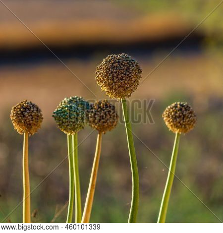 Gharb, Gozo / Malta - 12-jul-2022 Some Wildflowers Of A Dandelion