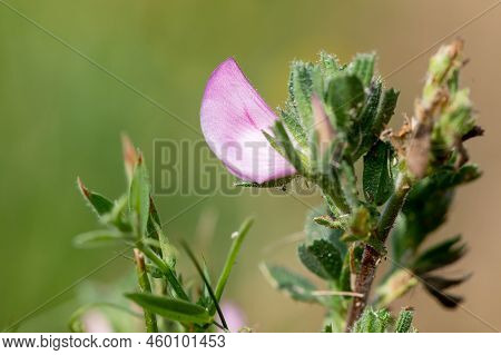 Common Restharrow (ononis Repens) Flower