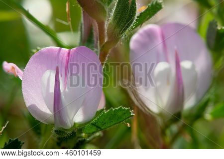 Macro Shot Of A Common Restharrow (ononis Repens) Flower In Bloom