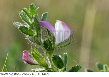 Common Restharrow (ononis Repens) Flower