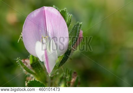 Common Restharrow (ononis Repens) Flower