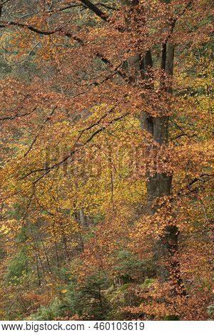 Epic Vibrant Colorful Autumn Landscape Image Of Dodd Woods In Lake District