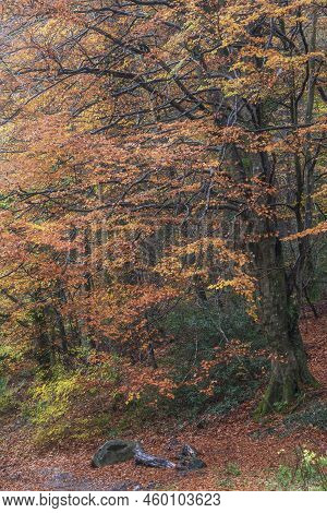 Epic Vibrant Colorful Autumn Landscape Image Of Dodd Woods In Lake District