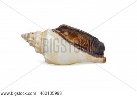 Image Of Sea Shell Strombus Urceus, Canarium Urceus On A White Background. Sea Shells. Undersea Anim