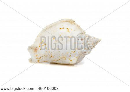 Image Of Seashells Humped Conch (gibberulus Gibbosus) On A White Background. Undersea Animals. Sea S