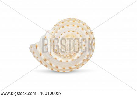 Image Of Seashells Tonna Tesselata On A White Background. Undersea Animals. Sea Shells.