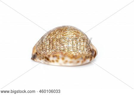 Image Of Seashells Cypraea Arabica On A White Background. Undersea Animals. Sea Shells.