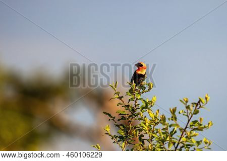 Male Southern Red Bishop, Euplectes Orix, Perched On A Tree In The Late Afternoon Sun. Soft Blue Sky