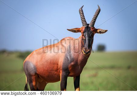 Antelope Topi (damaliscus Lunatus Jimela) In The Masai Mara National Park, Kenya