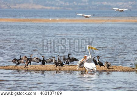 Great White Pelicans (pelecanus Onocrotalus) And White-breasted Cormorants (phalacrocorax Lucidus) I