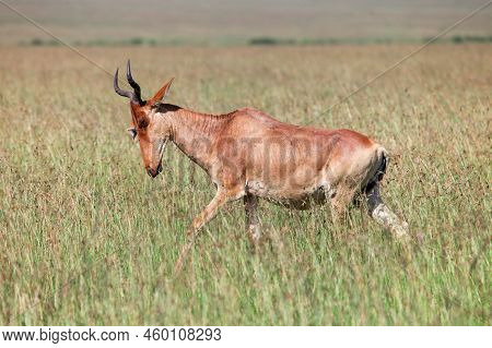 Common Tsessebe Or Sassaby (damaliscus Lunatus Lunatus) In The Masai Mara National Park, Kenya