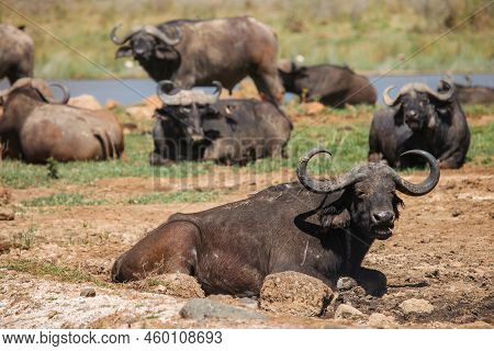 African Buffaloes Of Cape Buffaloes (syncerus Caffer) In The Masai Mara National Park, Kenya