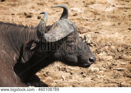 African Buffalo Of Cape Buffalo (syncerus Caffer) In The Masai Mara National Park, Kenya