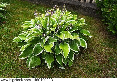 Lush Green Foliage And Lilac Flowers Of Decorative Plant Hosta (funkia).