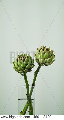 Closeup Head Of Green Fresh Artichoke,blooming Cinara On A Gray Background.flowers To Create A Bouqu