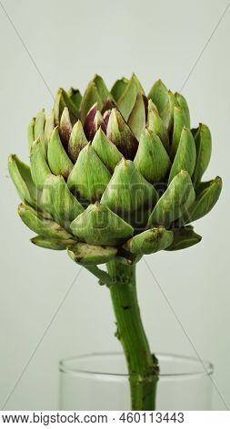 Closeup Head Of Green Fresh Artichoke,blooming Cinara On A Gray Background.flowers To Create A Bouqu