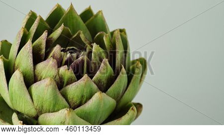 Closeup Head Of Green Fresh Artichoke,blooming Cinara On A Gray Background.flowers To Create A Bouqu