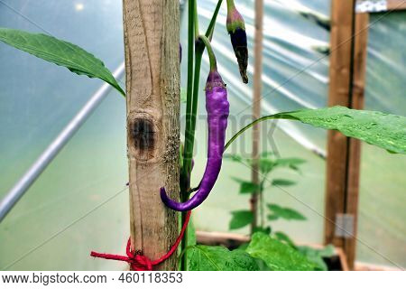 Close Up Of A Pink Cayenne Pepper, Variety Buena Mulata. Eventually Turns Red When Fully Ripe.