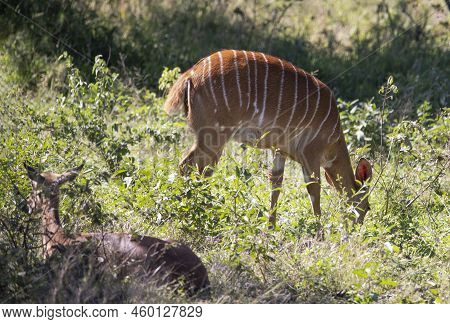 Female Specimen Of Tragelaphus Angasii, Known As Nyala, Which Inhabits The Wooded Areas Of The Afric
