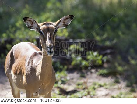 The Impala Is An Herbivorous Animal, Specifically The Aepyceros Melampus That Inhabits The African S