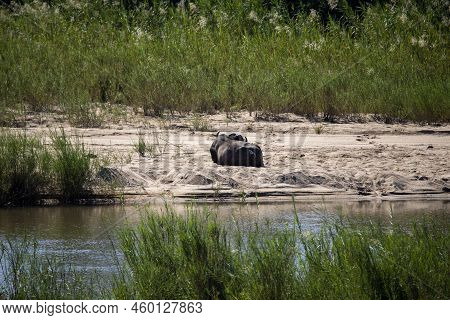 Brown Buffalo (syncerus Caffer) This Mammal Lives Freely And Wildly In The African Savannah.