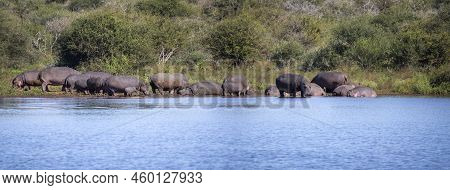 Panorama Of A Hippopotamus Community On The Banks Of A River In The African Savannah.