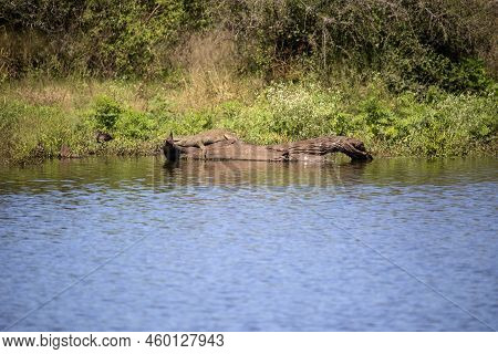 Crocodile Sunbathing On A Log In A Lake In The African Savannah.
