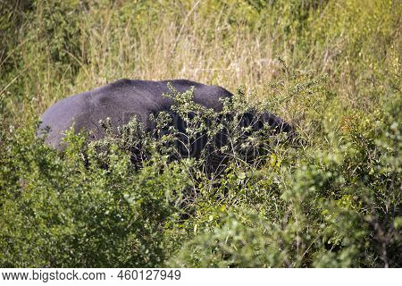 Hippopotamus Among The Vegetation On The Shore Of A Lake In The African Savannah.