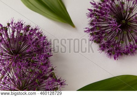 Allium Is Angular. Decorative Bow On A White Background With Green Leaves And A Place For Text. Bann