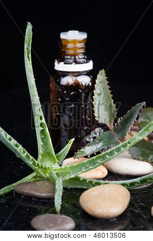 Bitki yaprak bir aromaterapi Uçucu yağ ile