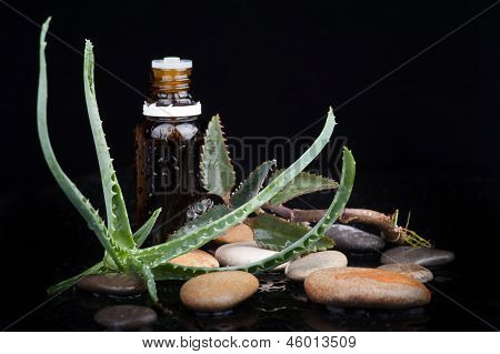 Bitki yaprak bir aromaterapi Uçucu yağ ile
