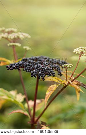Clusters Fruit Black Elderberry In Garden. Sambucus . Common Names: Elder, Black Elder, European Eld