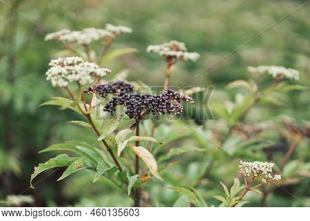 Clusters Fruit Black Elderberry In Garden. Sambucus . Common Names: Elder, Black Elder, European Eld