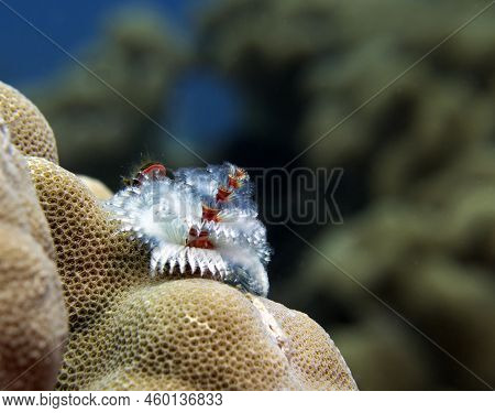 A White Christmas Tree Worm, Spirobranchus Giganteus Boracay Island Philippines