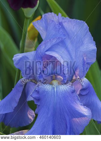 Close-up Of A Pale Blue Flower Of A Bearded Iris. Spring Azure Blue Flower Of A Bearded Iris In The 