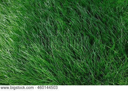 Close-up Side View Of A Green Lush Lawn Background. Dense Grass Scene. Maintenance And Fertilization