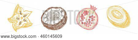 Carambola, Coconut, Pomegranate And Melon. Fruit Sketch Set. Hand Drawn Vector Illustration. Pen Or 