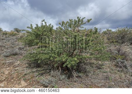 Adenocarpus Hispanicus. It Is A Flowering Plant In The Family Fabaceae Endemic To The Iberian Penins