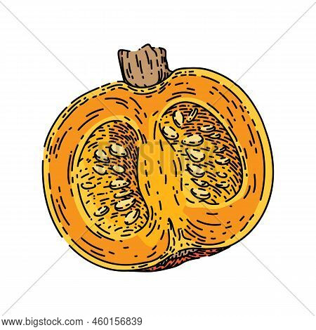 Pumpkin Cut Hand Drawn Vector. Slice Autumn, Piece Food, Squash, Open Top Seed Pumpkin Cut Sketch. I