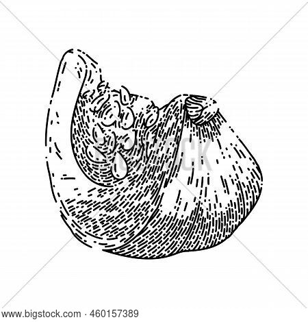 Pumpkin Slice Hand Drawn Vector. Cut White Food Piece, Fresh Autumn, Top Squash Raw Orange Pumpkin S