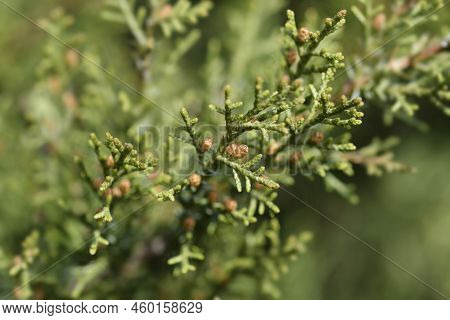 Pfitzer Juniper Green Branch In The Spring